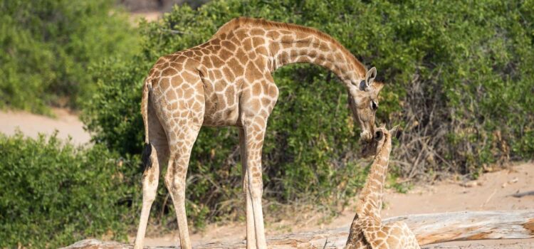 More about Giraffes – the forgotten MEGA-FAUNA