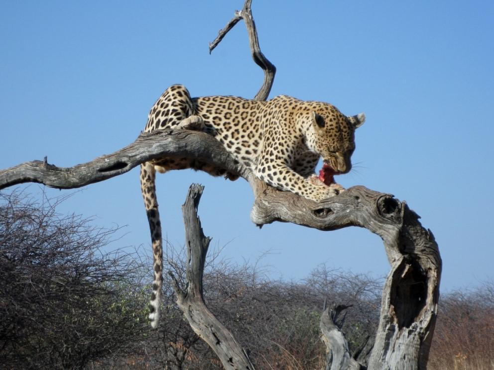 Leopard at Okonjima