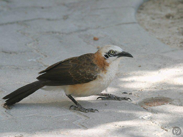 Bare-Cheeked Babbler - photo from Mangoverde