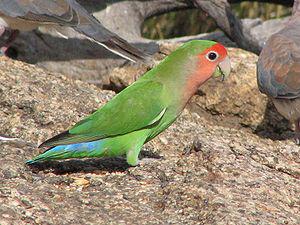 Rosy-faced Lovebird - photo courtesy of Alistair Rae (Wikipedia)