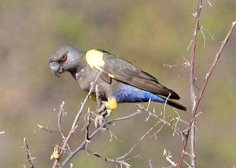 Ruppell's Parrot - photo by Ron Knight (Wikipedia)