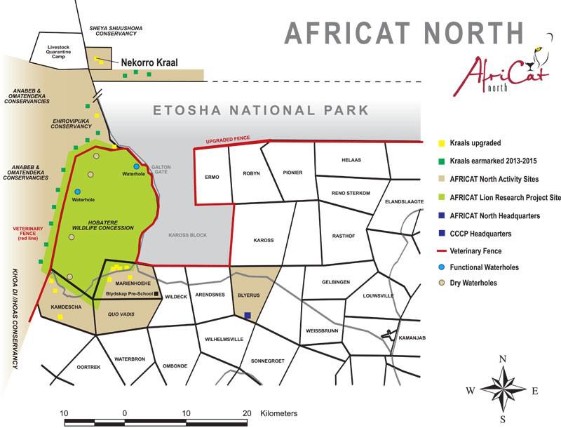 AfriCat North Lion Conservation