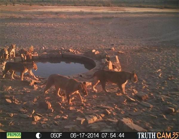 Typical camera trap photographs of lions in Hobatere