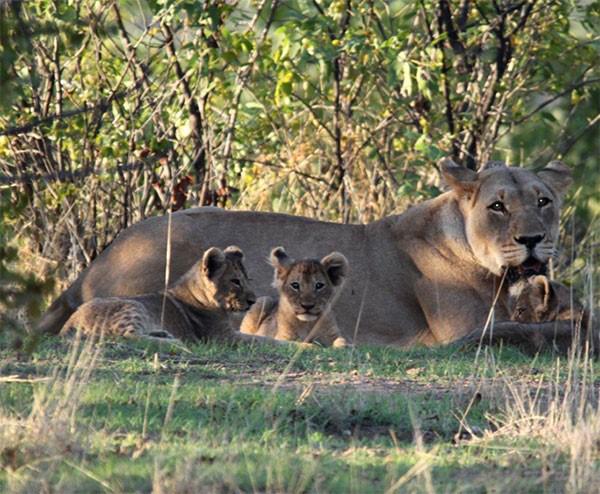 SPOTS (Hpl-1) and her three youngest cubs (Dec 2014 {born Oct 2014})