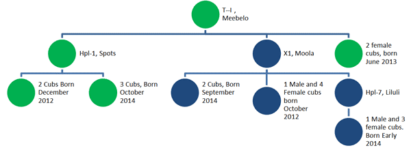 A probable family tree depicting the lionesses of Hobatere and their sub-adult offspring as at July 2015. Hobatere pride in Green, Campsite lions in Blue