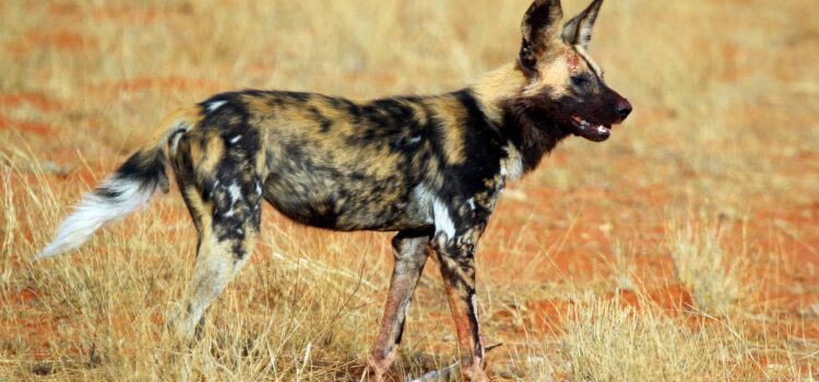 The Namibia African Wild Dog Project