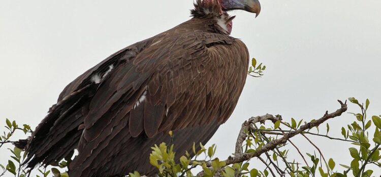 Vultures in Namibia