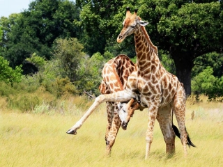 DMacSorley.Cat4GiraffeFight