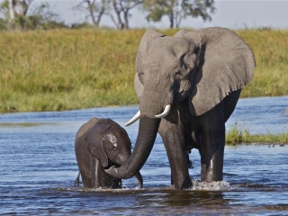 GBockoven.Cat1Elephantsyes