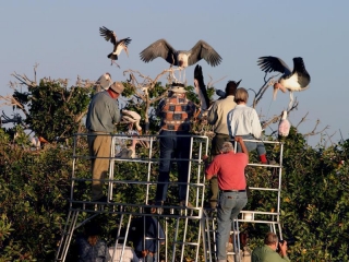 Kwara_Double_Decker_Boat_-_Rookery