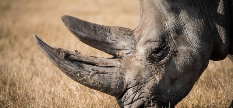 Rhino Trekking in Namibia – Save the Rhino Trust