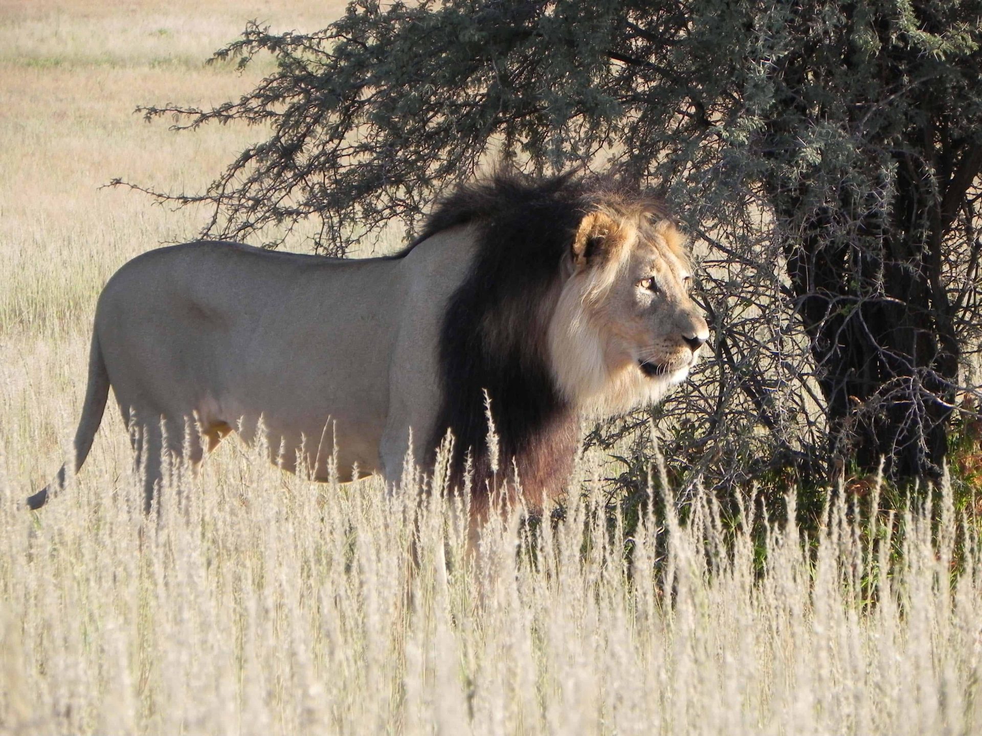 The Kalahari Desert Wilderness Safaris & Tours | ATI Holidays