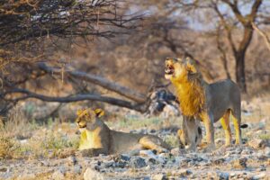Lions in the Etosha National Park