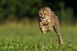 6/20/12âCincinnati Zoo cheetah,Sarah running during a photo shoot for Natiional Geographic Magazine.