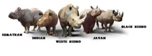 all-rhinos
