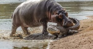 Hippo-attacks-crocodile