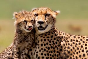 cheetah-mother-and-cub-in-masai-mara-maggy-meyer