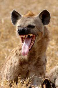 hyenas-laugh-2