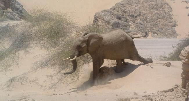 Namibia’s Desert Adapted Elephants