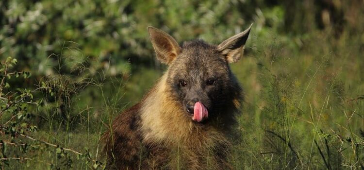 AfriCat Brown Hyena Project- Introductory Report