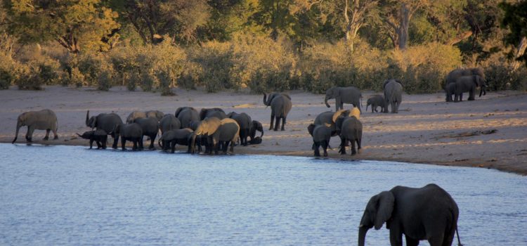 Two Lodges, One Wild Heart – My African Monarch Adventure