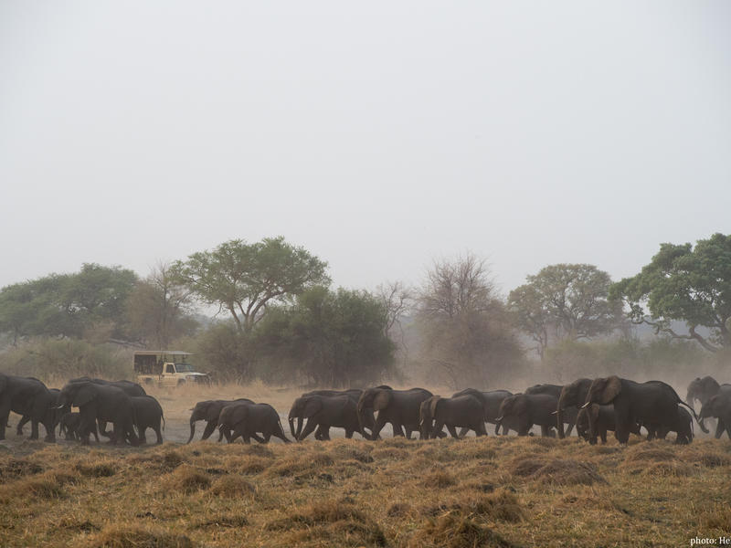 activities_game_drive_with_elephants_1