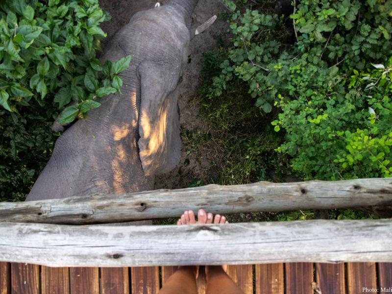 nambwa_walkway_above_the_elephants