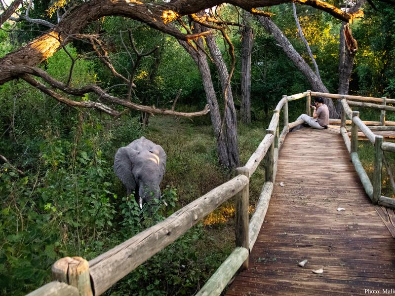 nambwa_up_close__personal_with_the_elephants_at_nambwa