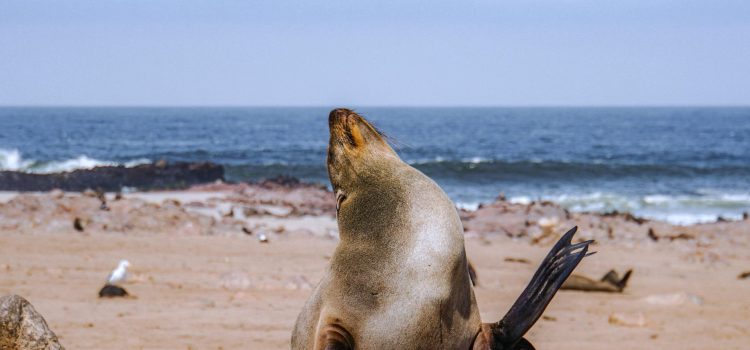 Namibia’s Quirky Roadside Stops