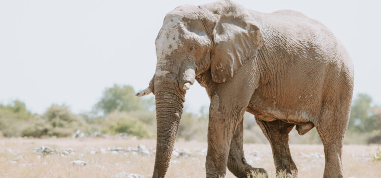 No Blurry Elephants: The Camera Gear to Pack for Namibia